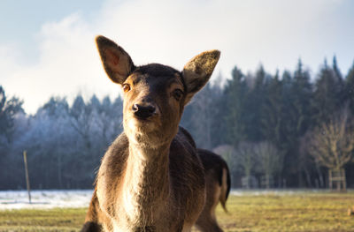 Portrait of a horse on field