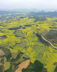 Aerial view of rapeseed flowers in luoping, yunnan - china