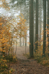 Trees in forest during autumn