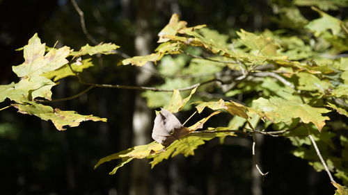 Close-up of bird perching on tree