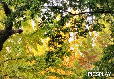 Trees in forest