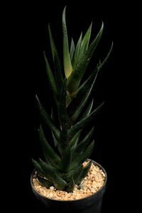 Close-up of succulent plant against black background