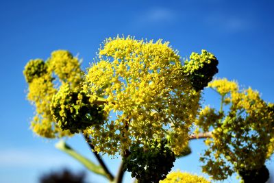 Low angle view of yellow flower tree against sky