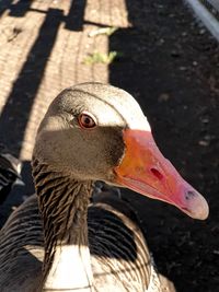 Close-up of a bird