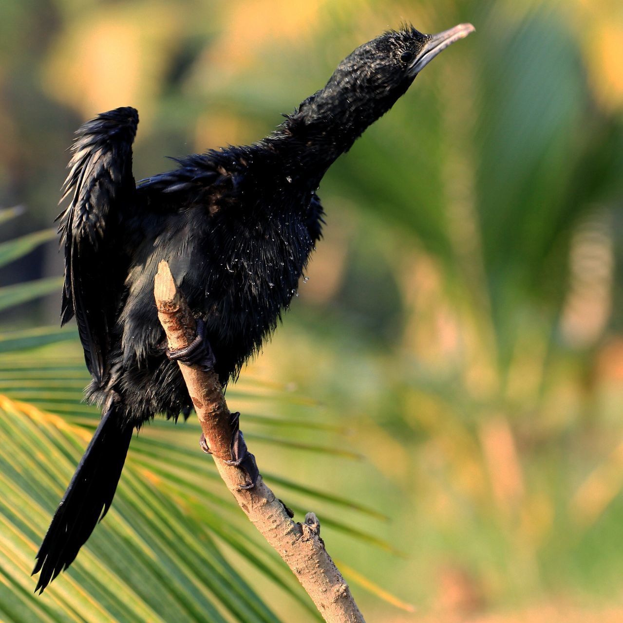 Cormorant perching on branch