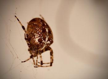 Close-up of spider on web