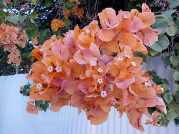 Close-up of orange flowering plant