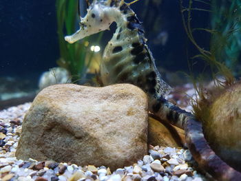 Close-up of turtle swimming in sea