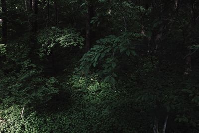 Trees in forest