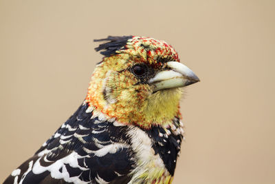 Close-up of a bird against white background