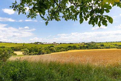 Scenic view of agricultural field against sky