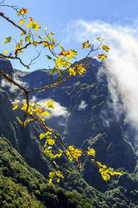 Low angle view of yellow flowers against sky