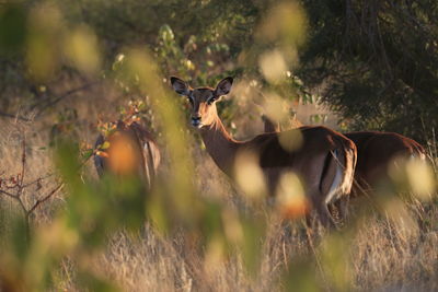 View of horse on field