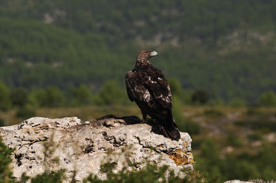 Golden eagle resting in summer day