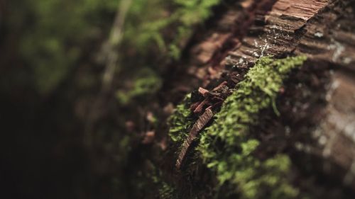 Close-up of moss on tree