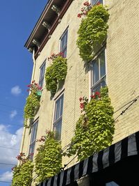 Low angle view of tree against building