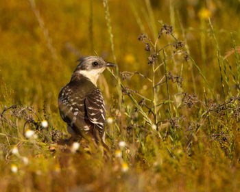 Close-up of bird perching on grass