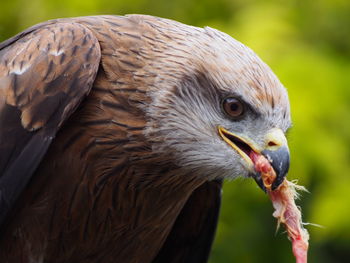 Close-up of eagle feeding on dead animal