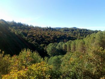 Scenic view of forest against clear sky