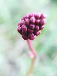 Close-up of pink flower