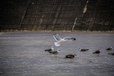 High angle view of ducks swimming in lake