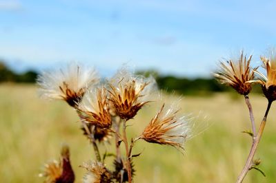 Close-up of wilted plant on field