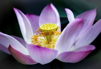 Close-up of lotus water lily