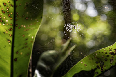 Close-up of spider web
