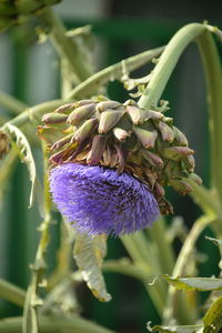 Close-up of purple flowering plant