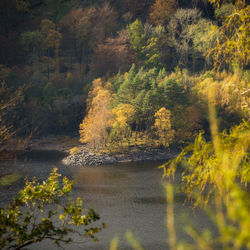 Trees by river in forest during autumn