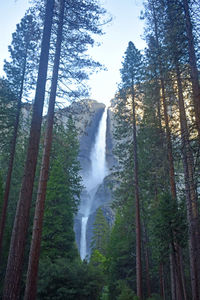 Low angle view of waterfall in forest against sky