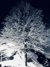 Close-up of frozen tree