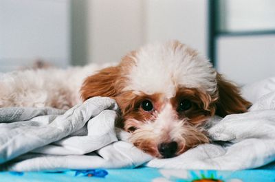 Portrait of dog relaxing on bed at home