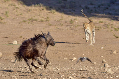 View of two birds running