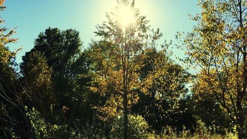 Sun shining through trees