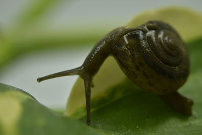 Close-up of snail on leaf