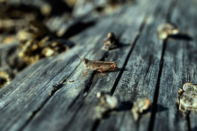 Close-up of lizard on wood