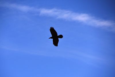 Low angle view of eagle flying in sky