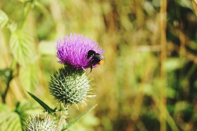 Close-up of insect on purple flower