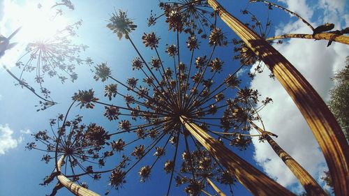 Low angle view of flowering plants against sky