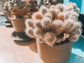 Close-up of succulent plant in pot