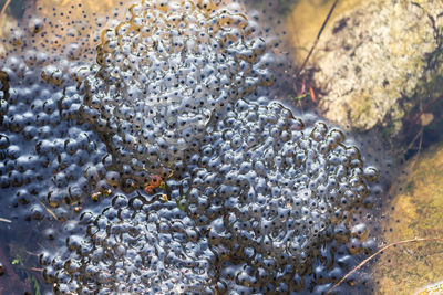 Close-up of jellyfish in sea