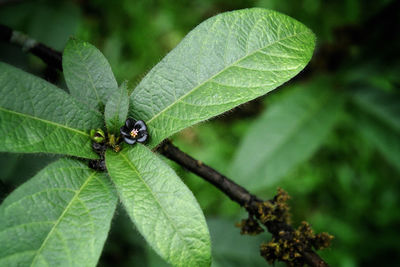 Close-up of insect on leaf