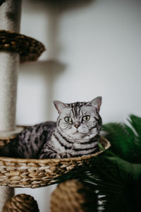 Portrait of cat in basket at home