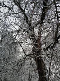 Low angle view of bare tree during winter