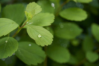 Shiny raindrops on fresh green leaves