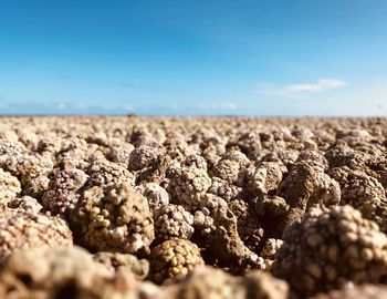 Surface level of land against blue sky