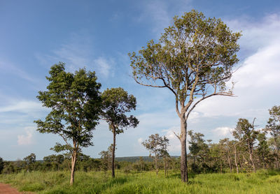 Tree on field against sky