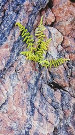 Close-up of lichen on tree trunk