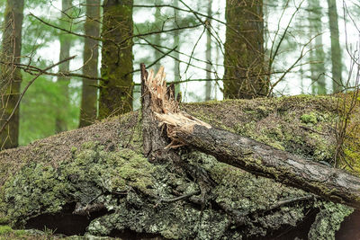 Close-up of lizard on tree in forest